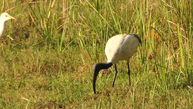 Ibis burubeltza - ML628902753