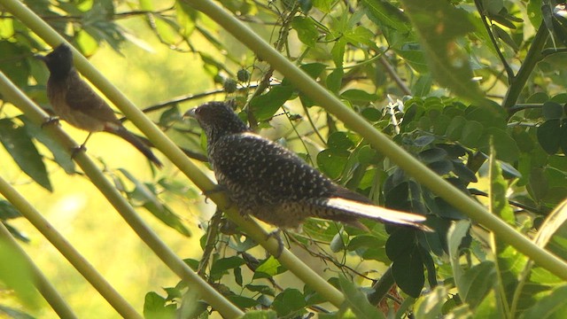 Asian Koel - ML628902764