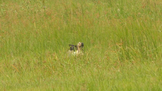 Knob-billed Duck - ML628902776