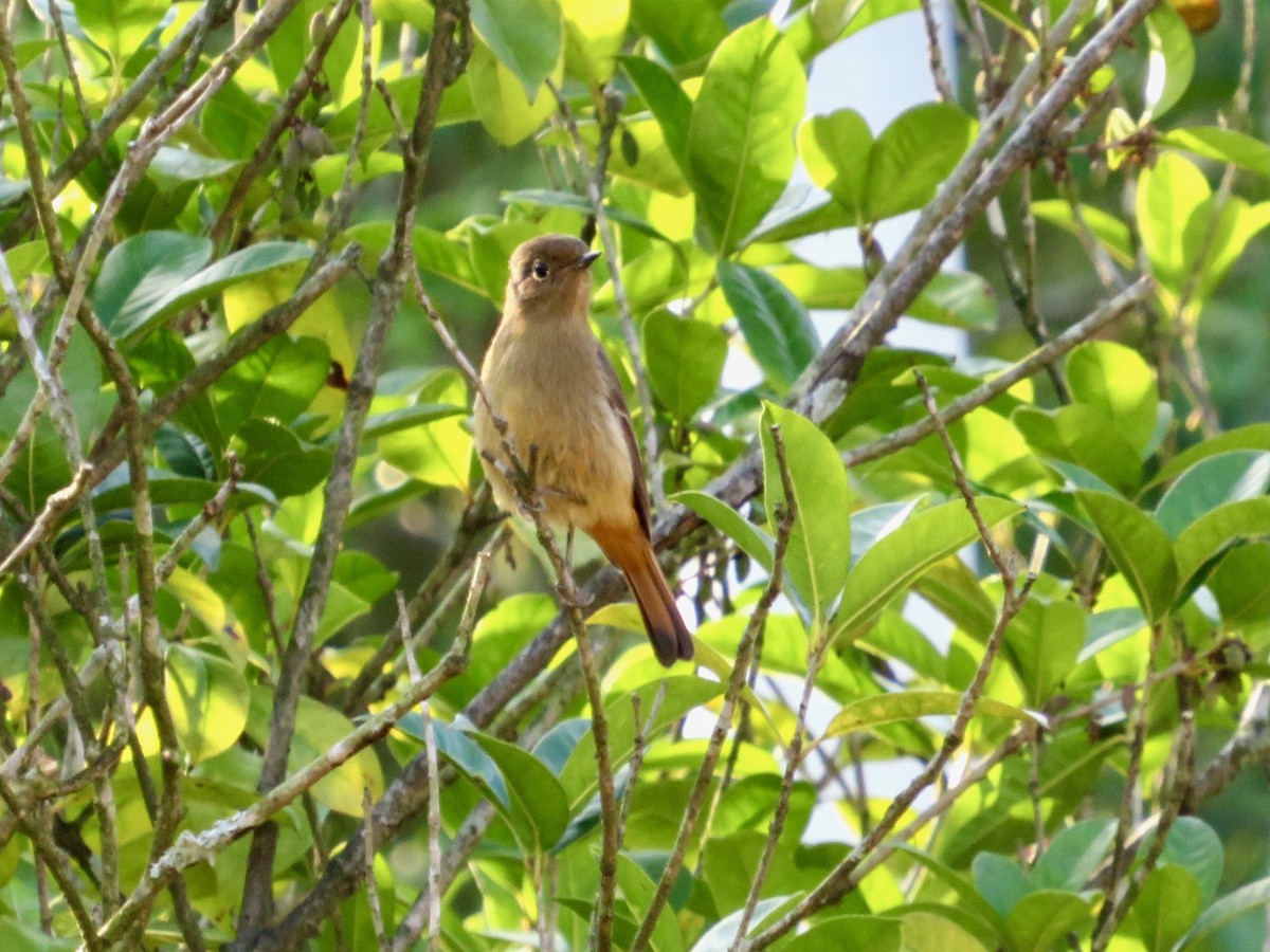 Blue-fronted Redstart - ML628903022