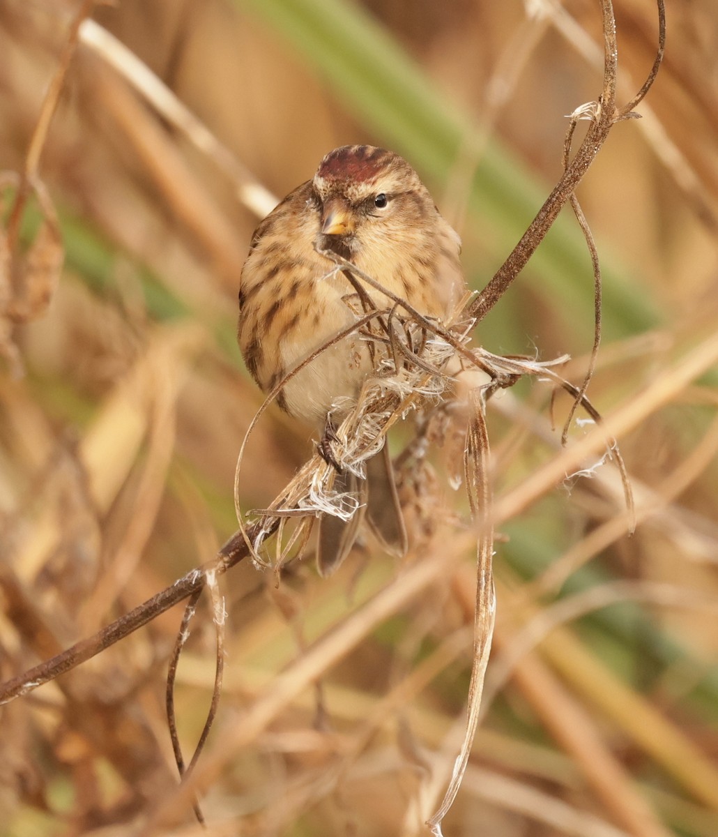 Дөлөн цэгцүүхэй - ML628903100