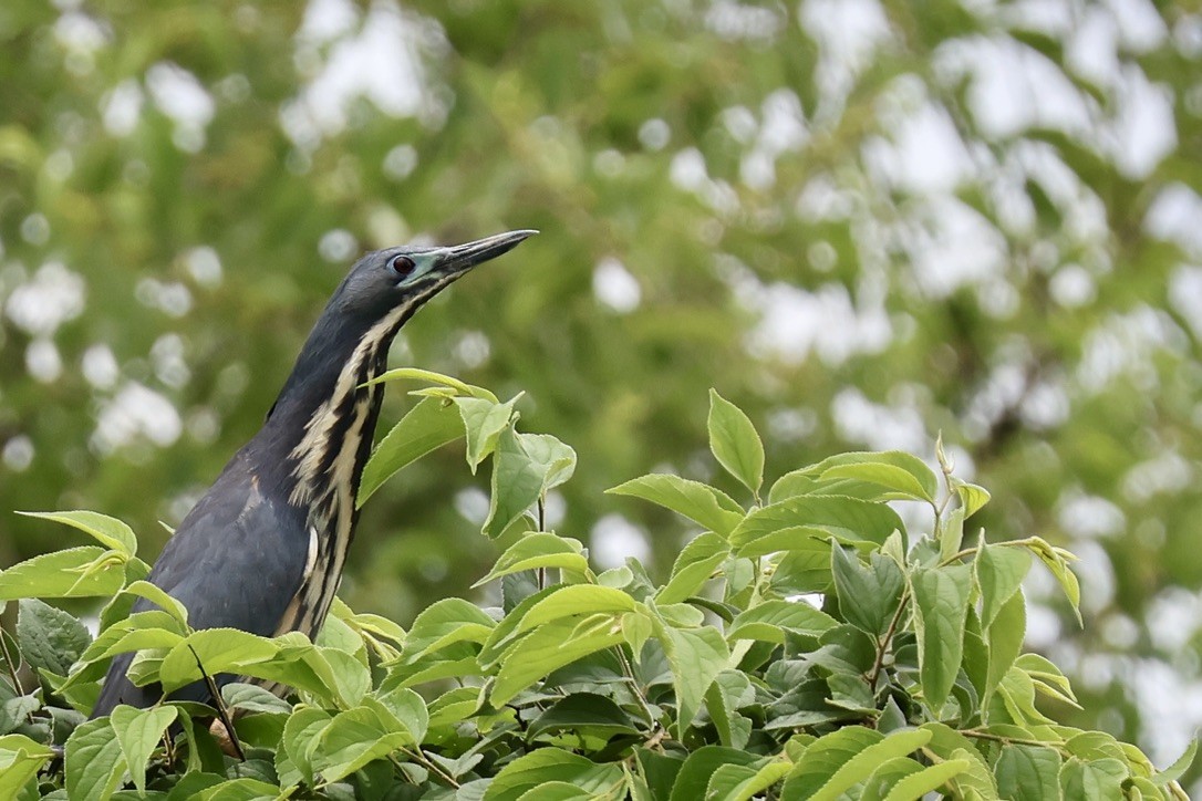 Dwarf Bittern - ML628903105