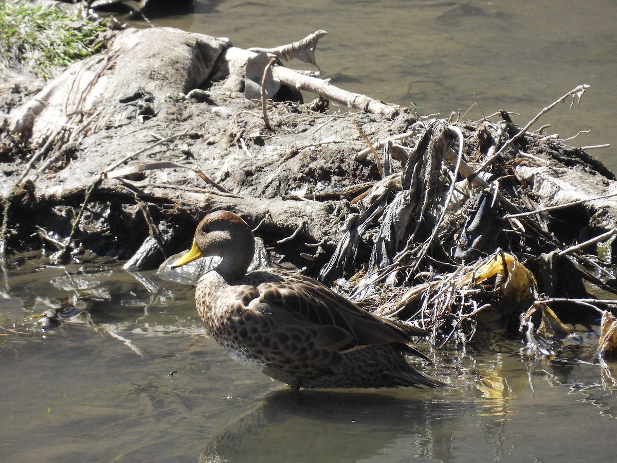 Yellow-billed Teal - ML628903116