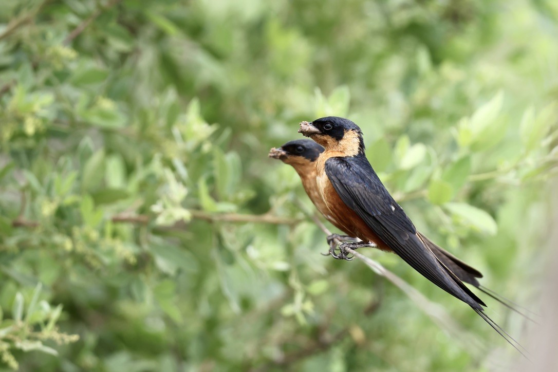 Rufous-chested Swallow - ML628903130