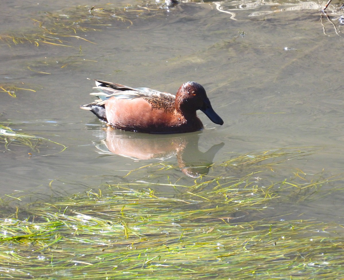 Cinnamon Teal - ML628903205