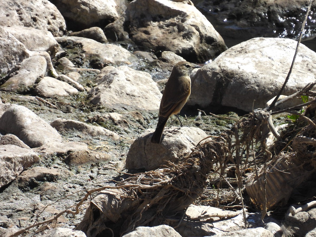 Spot-billed Ground-Tyrant - ML628903210