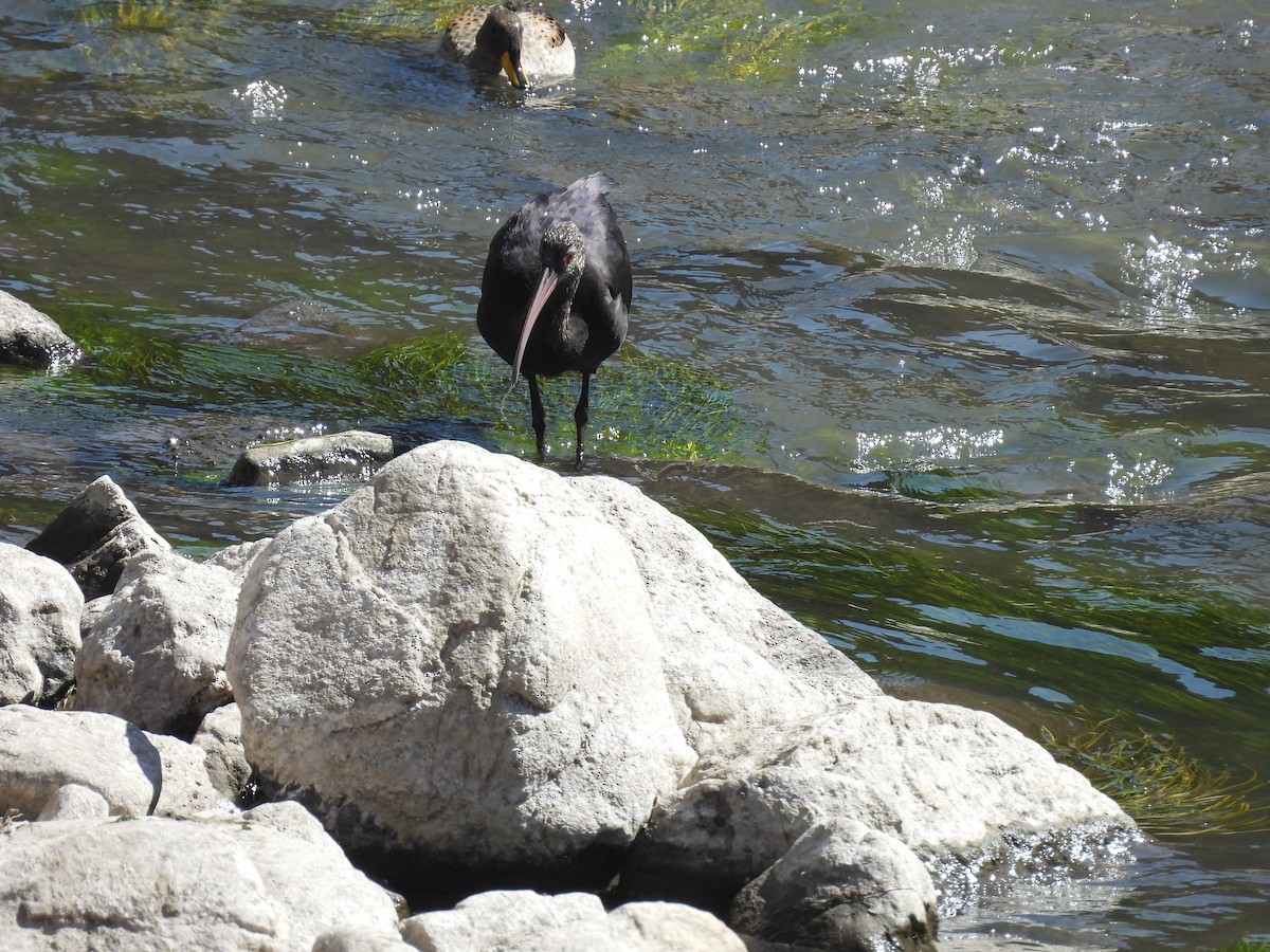 Puna Ibis - ML628903220