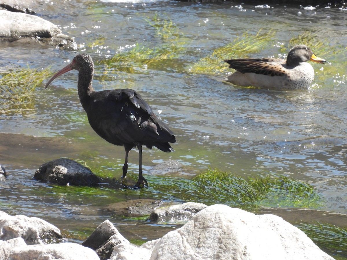 Puna Ibis - ML628903222