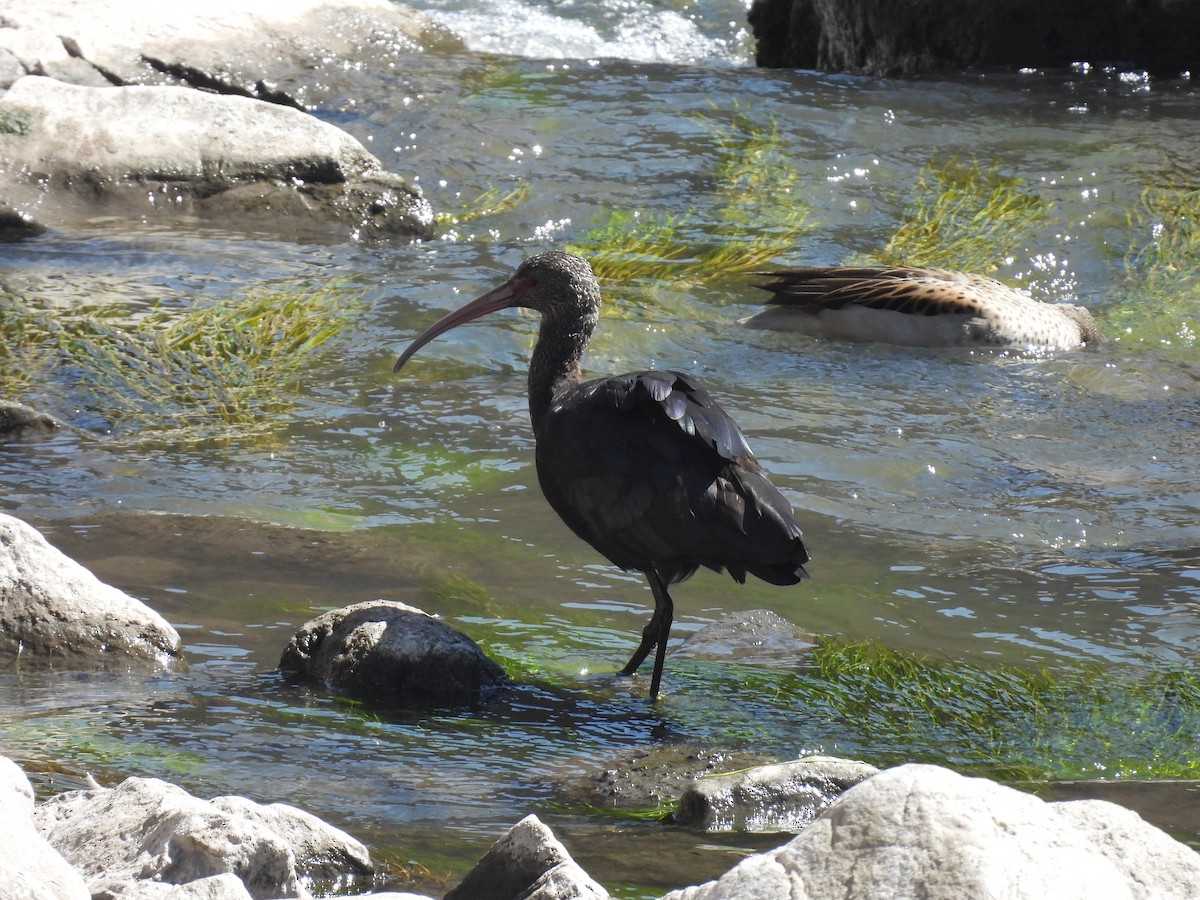 Puna Ibis - ML628903224