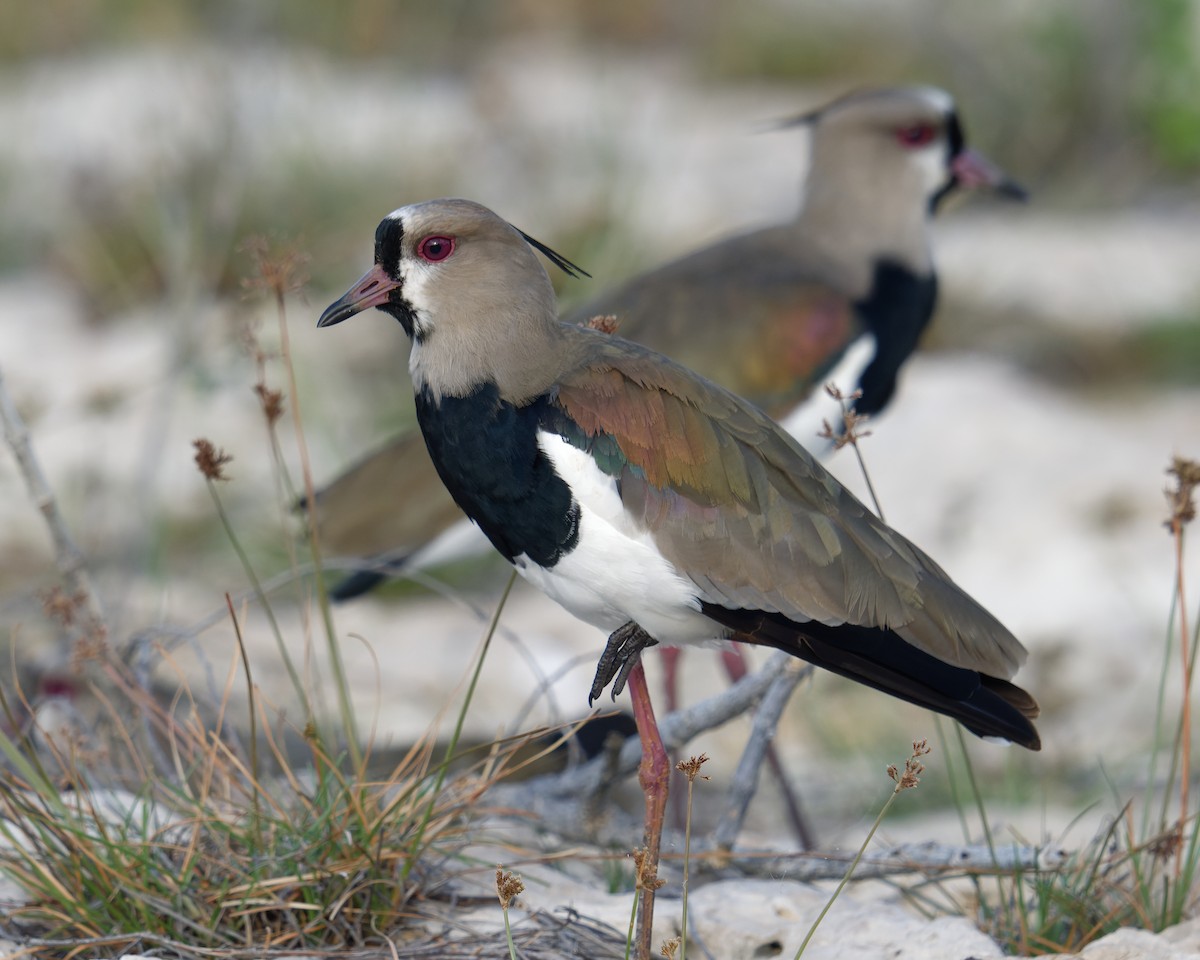 Southern Lapwing - ML628903252