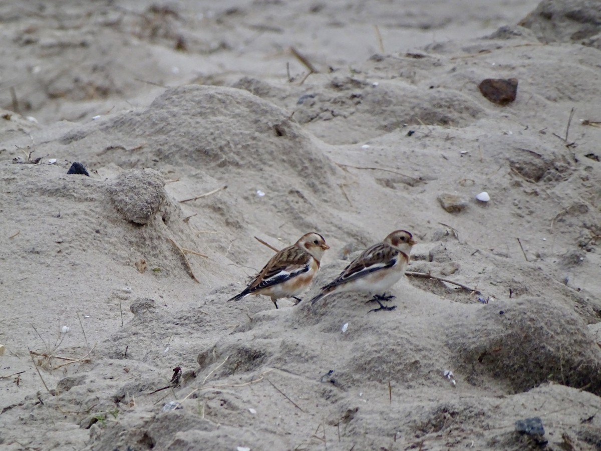 Цасч хөмрөг - ML628903308