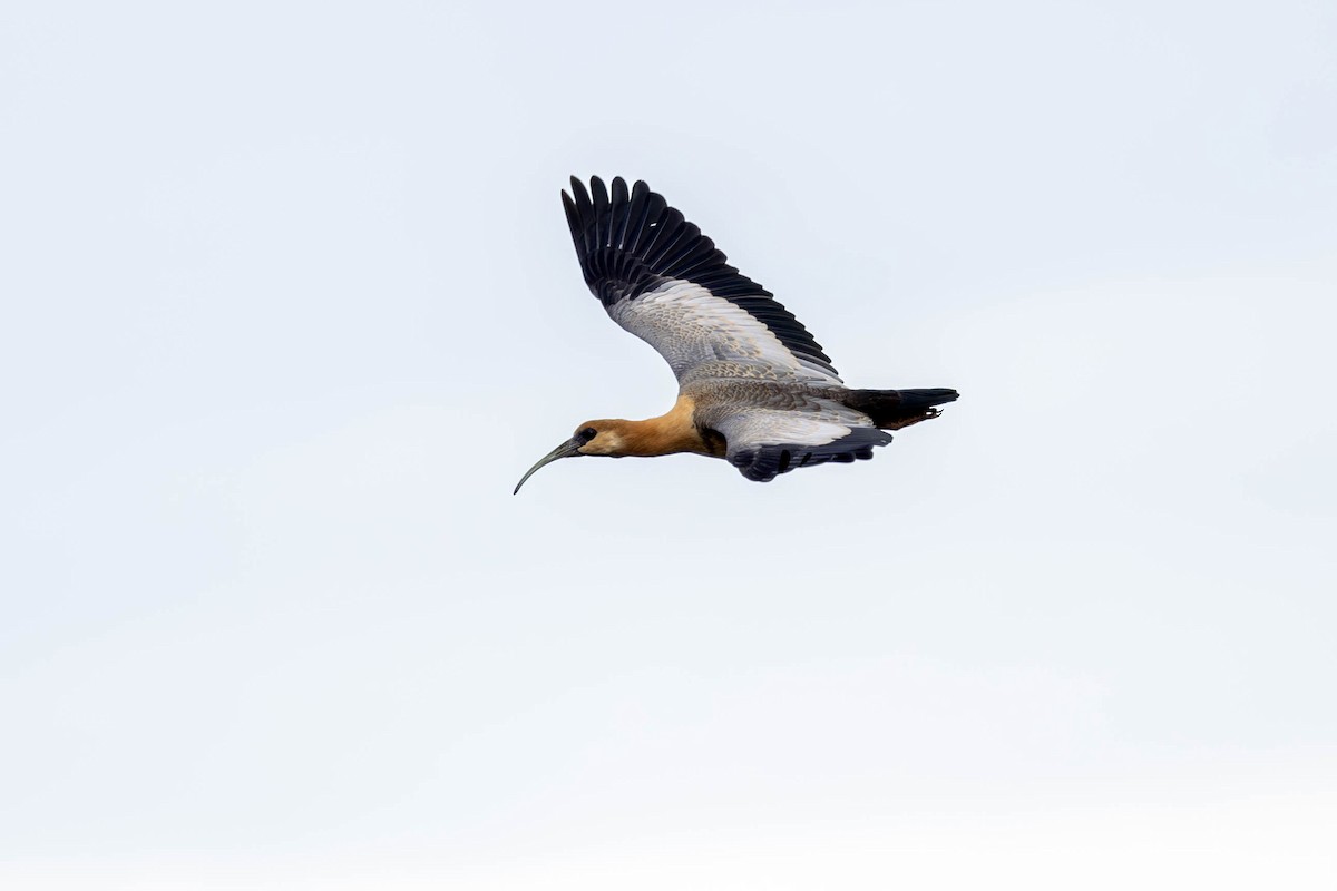 Black-faced Ibis - ML628903476