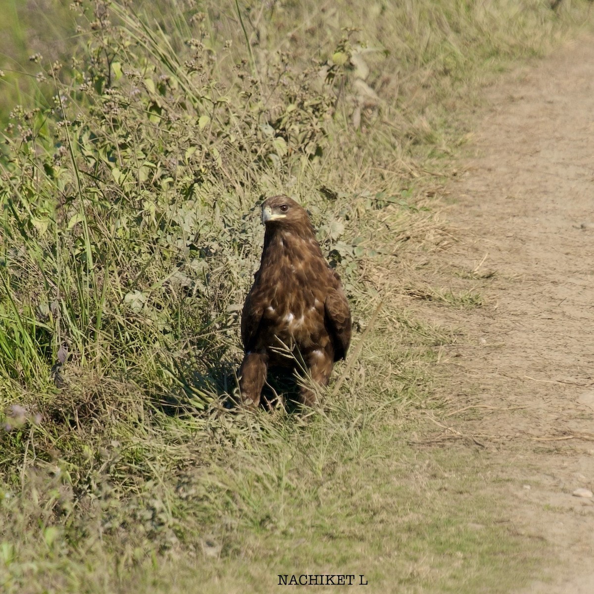 Бор бүргэд - ML628903702