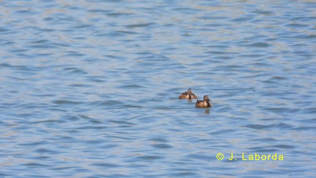 Canard colvert - ML628903729