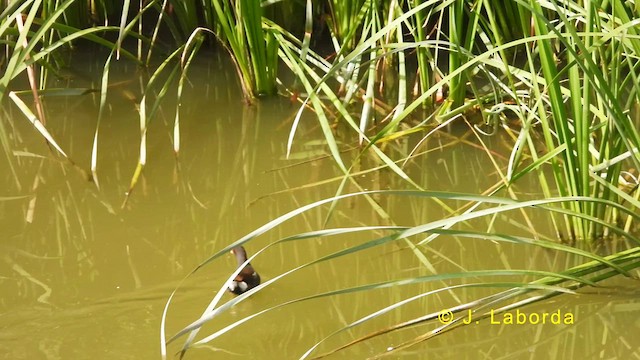 Gallinule poule-d'eau - ML628903733