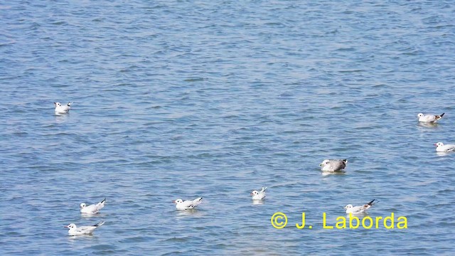 Mouette rieuse - ML628903737