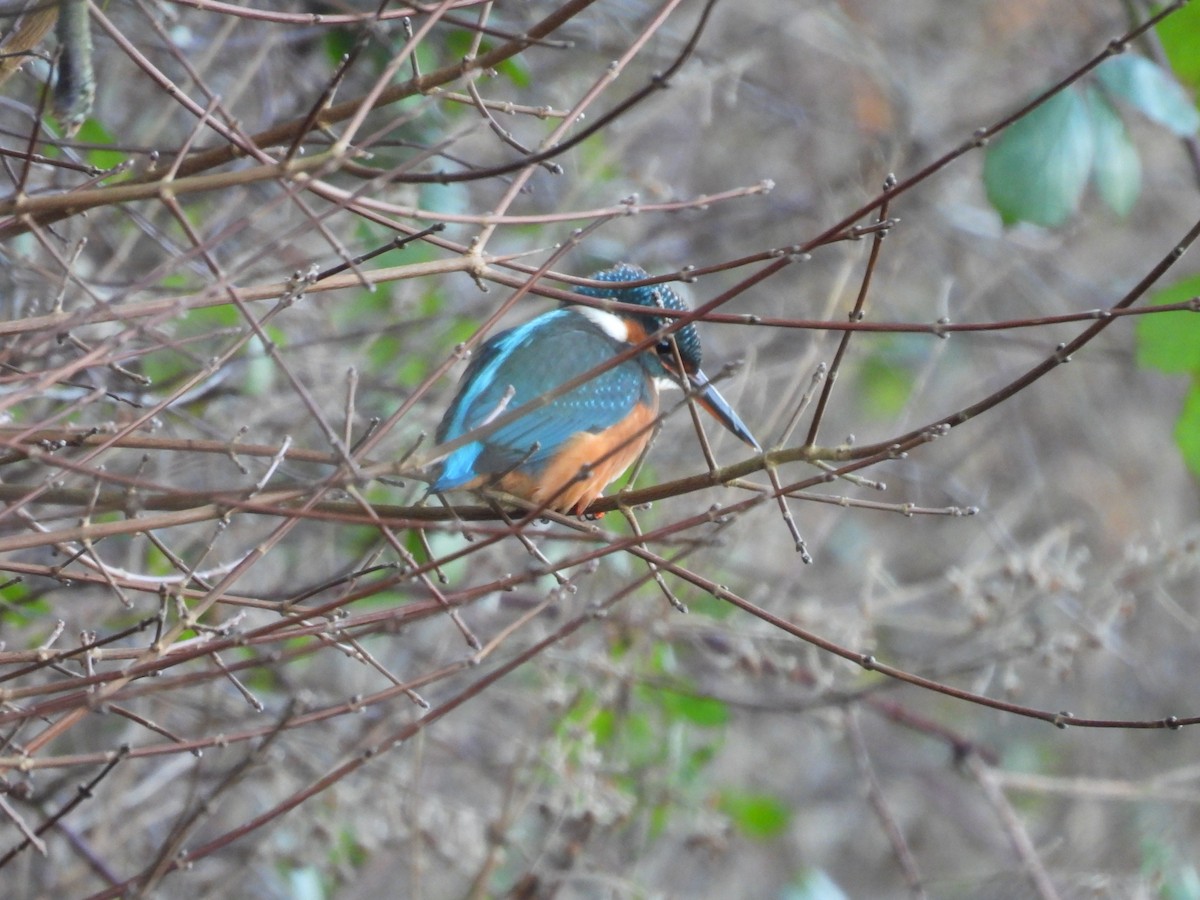 Common Kingfisher - ML628903798