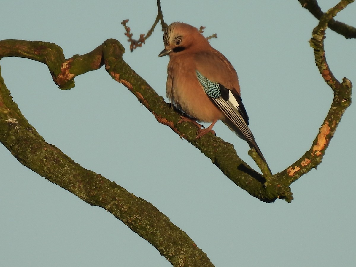 Eurasian Jay - ML628903799