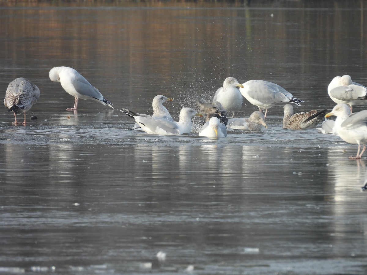 European Herring Gull - ML628903808