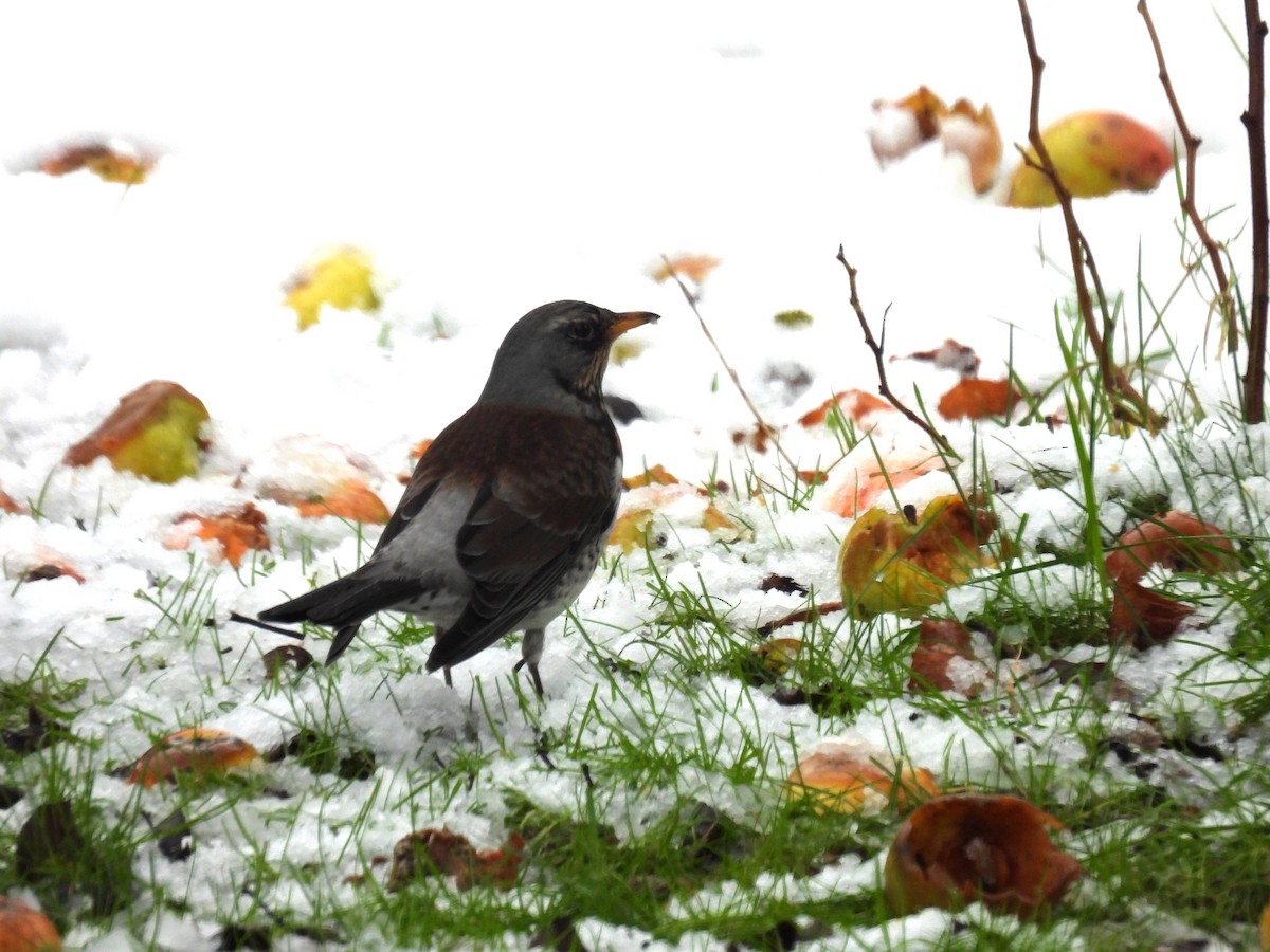 Fieldfare - ML628903831