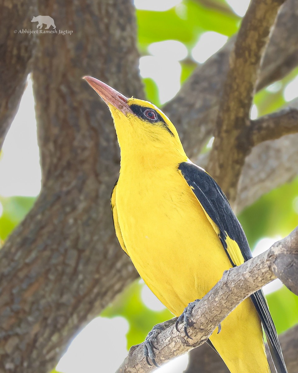 Indienpirol - ML628903833