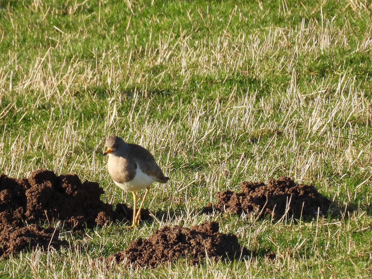 Gray-headed Lapwing - ML628903835