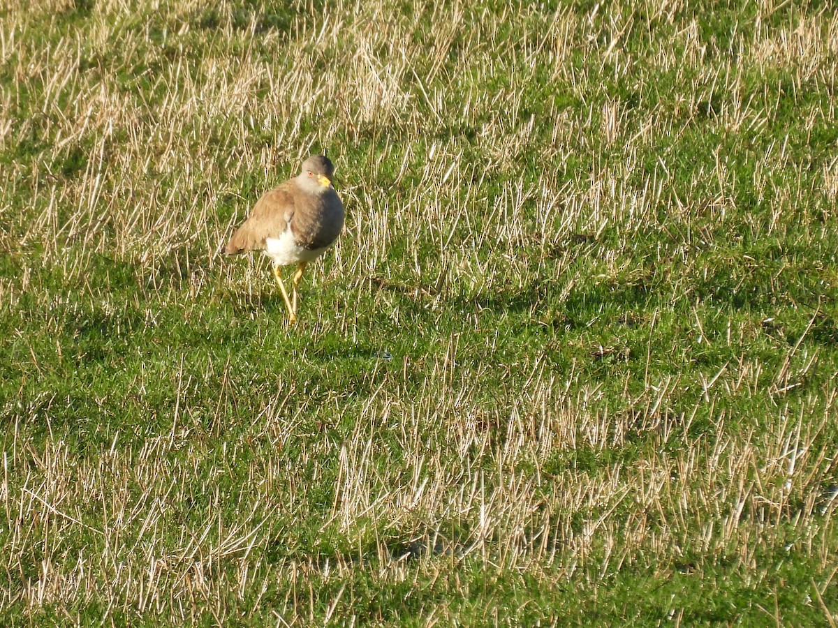 Gray-headed Lapwing - ML628903836