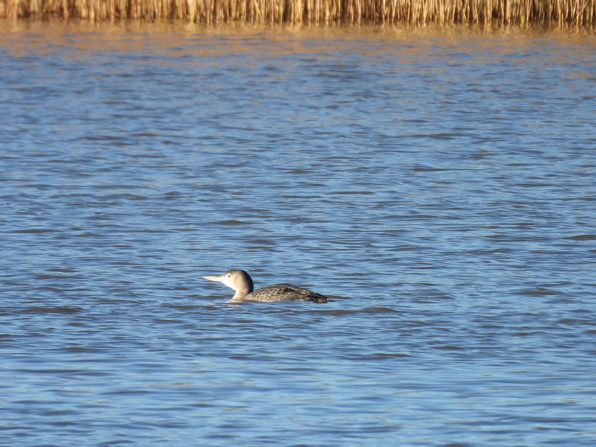 Yellow-billed Loon - ML628903843