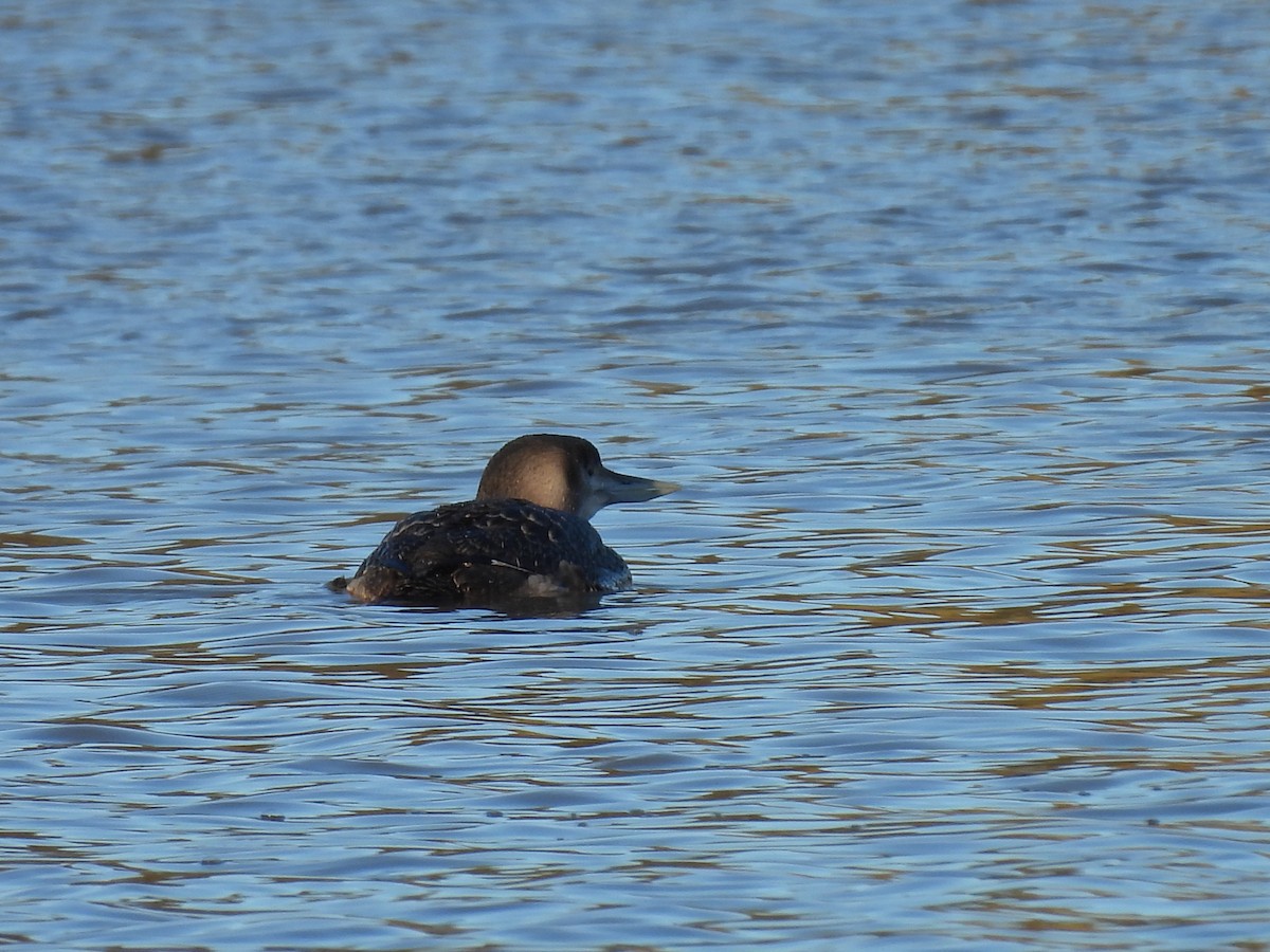 Yellow-billed Loon - ML628903844