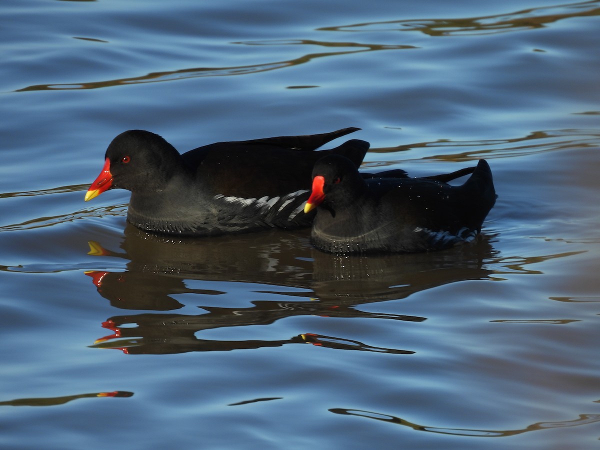 Eurasian Moorhen - ML628903848