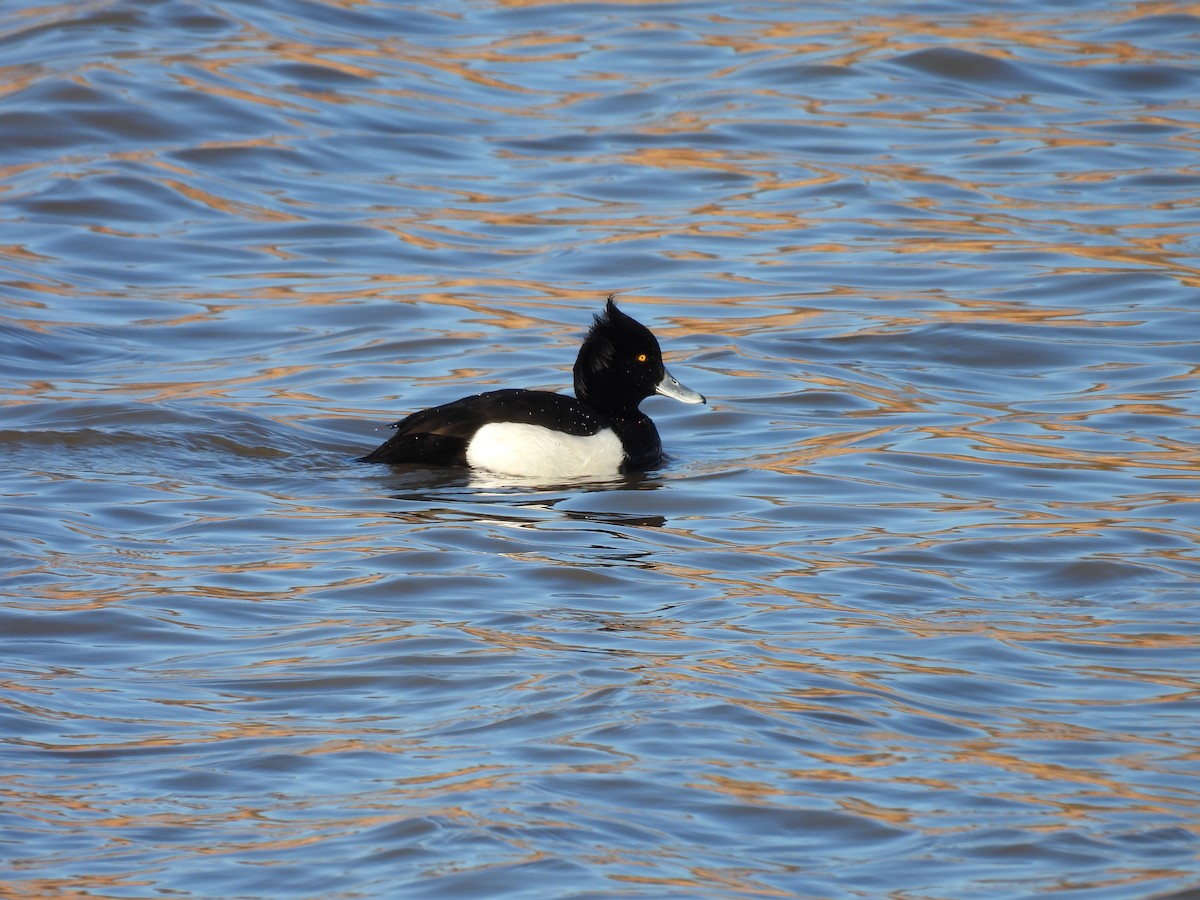 Tufted Duck - ML628903864