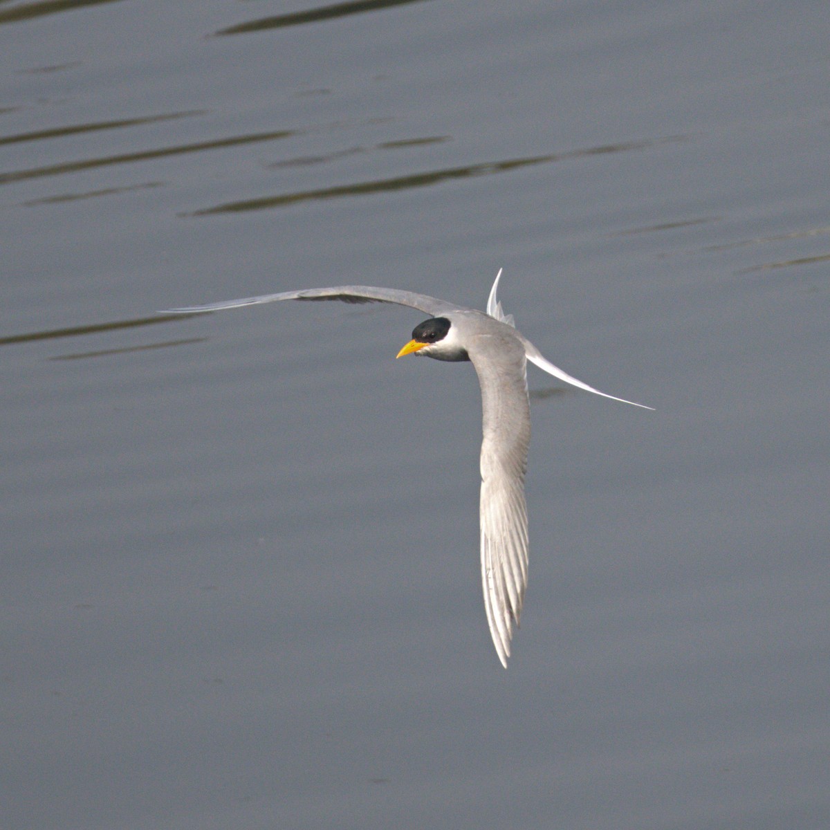 Goldschnabel-Seeschwalbe - ML628903871