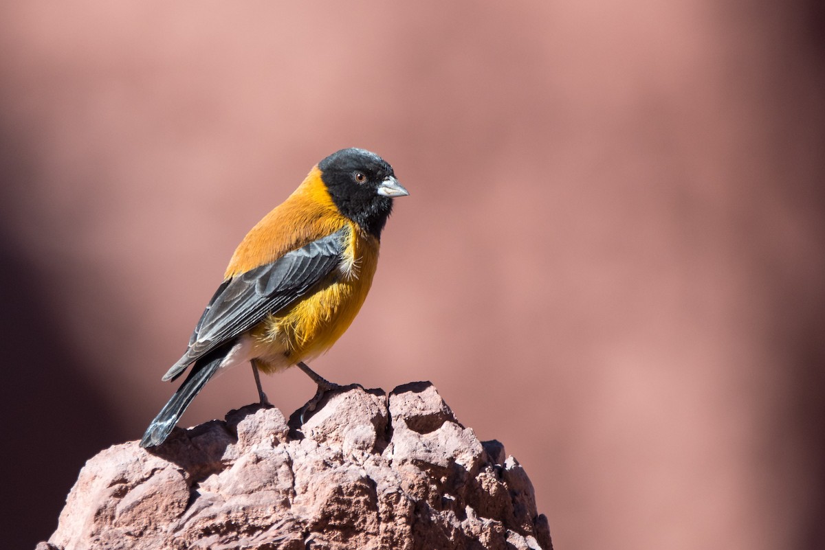 Black-hooded Sierra Finch - ML628903872