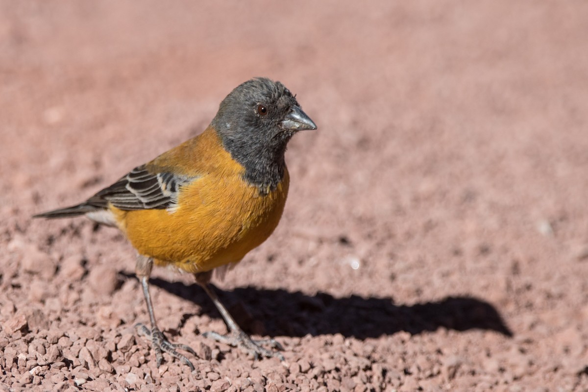 Black-hooded Sierra Finch - ML628903873