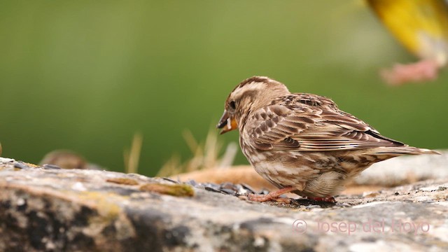 Rock Sparrow - ML628903874