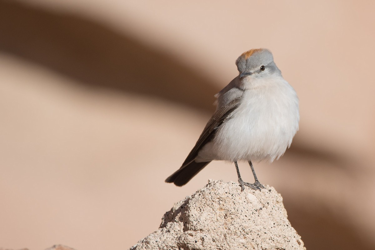 Rufous-naped Ground-Tyrant - ML628903888