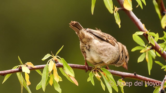 Rock Sparrow - ML628903899
