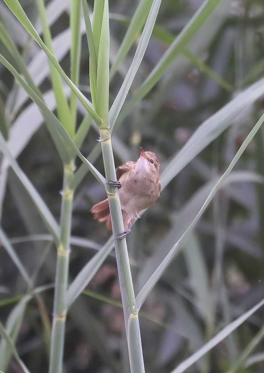 Lesser Swamp Warbler - ML628903904