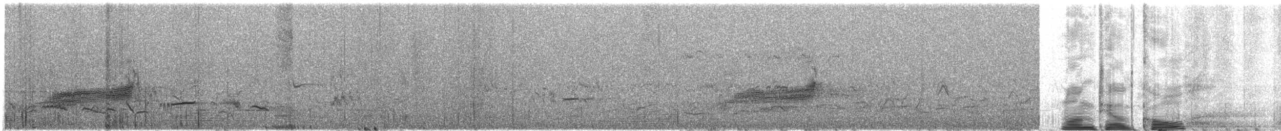Long-tailed Koel - ML628903913
