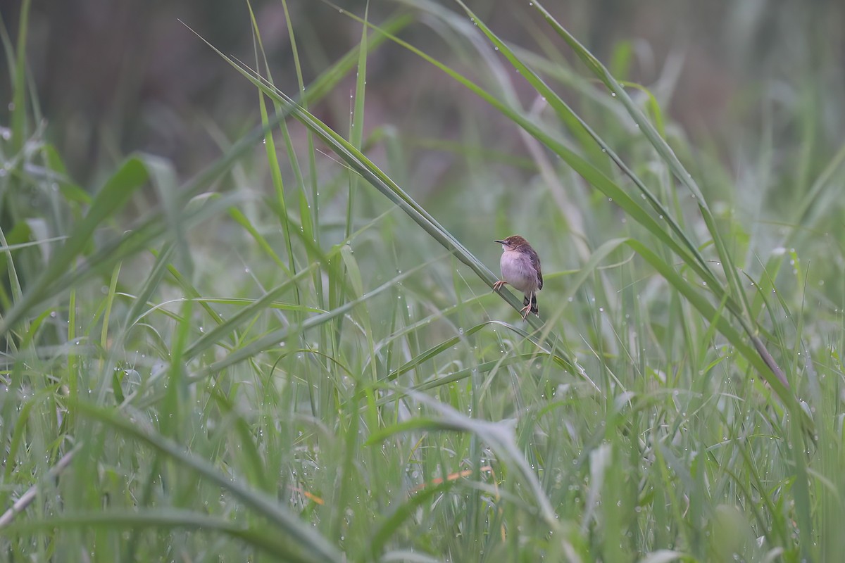 Carruthers's Cisticola - ML628903928