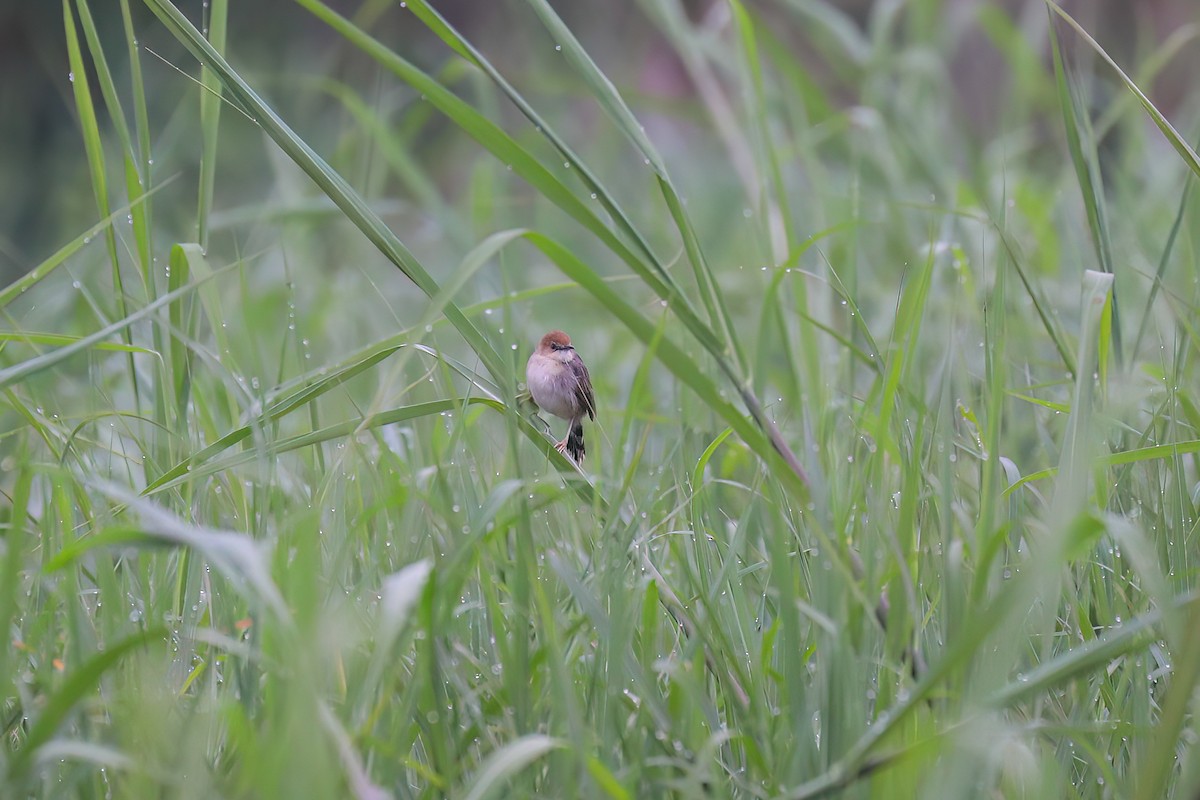 Carruthers's Cisticola - ML628903929