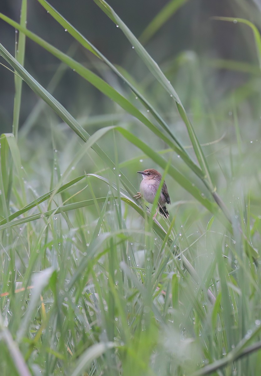 Carruthers's Cisticola - ML628903930
