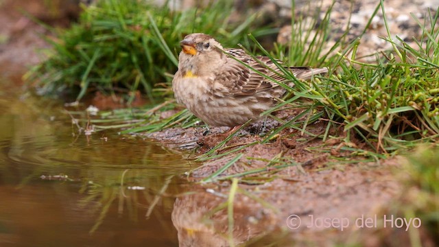 Rock Sparrow - ML628903944