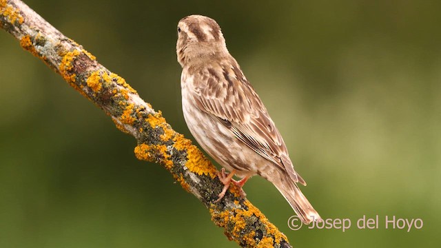 Rock Sparrow - ML628903978
