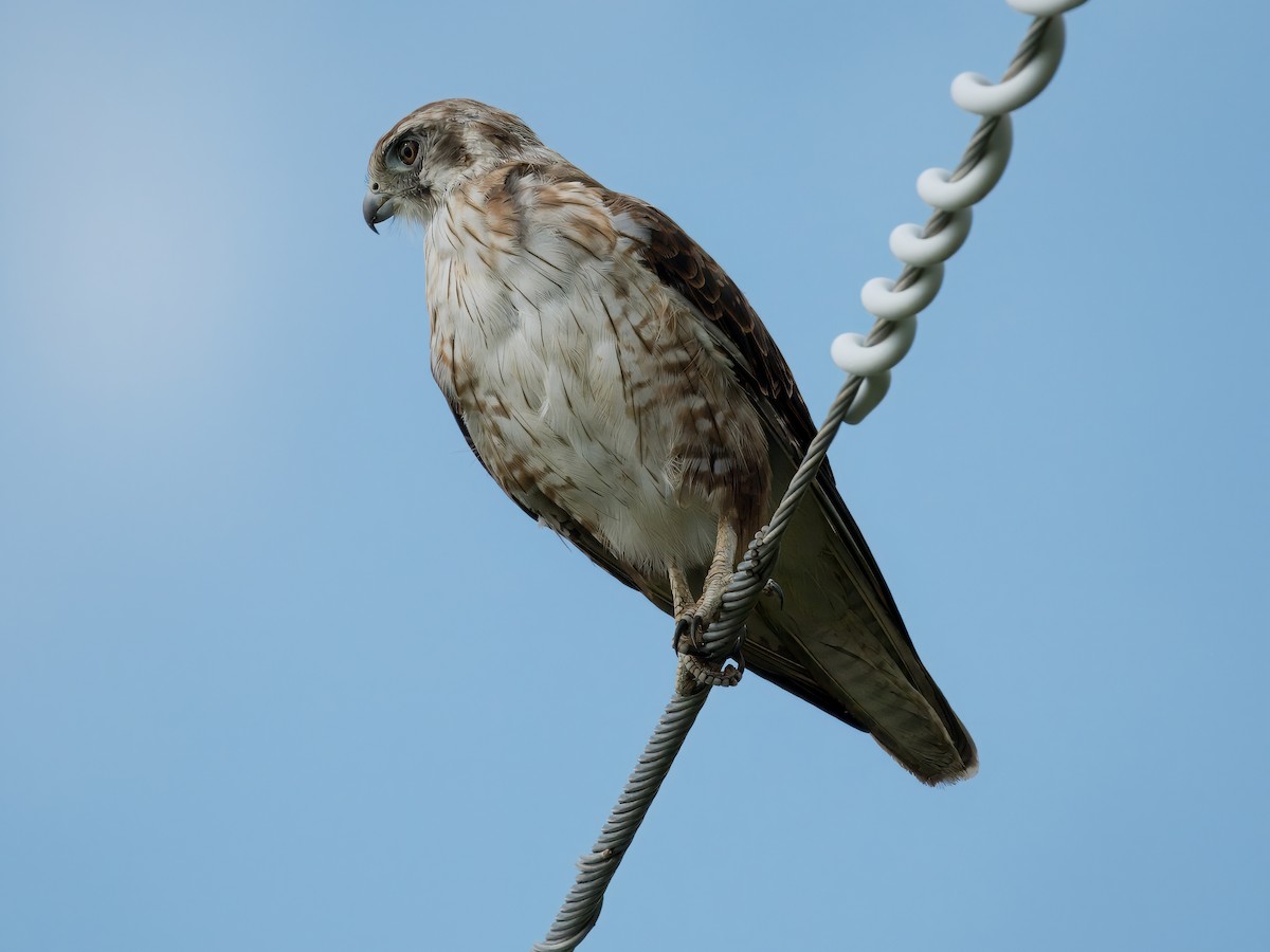 Brown Falcon - ML628904015
