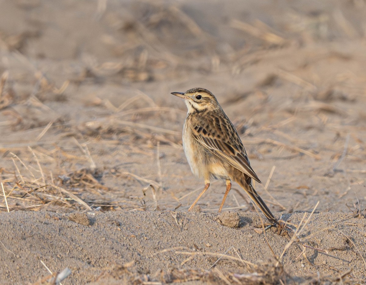 Richard's Pipit - ML628904074