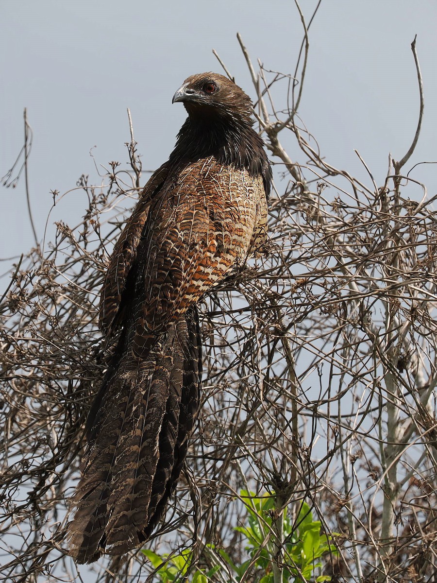 Pheasant Coucal - ML628904217