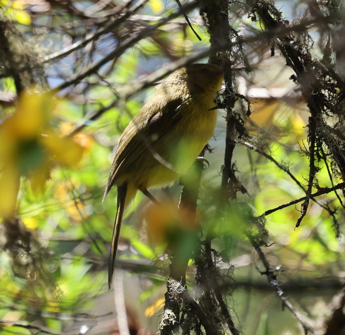 Mountain Yellow-Warbler - ML628904240