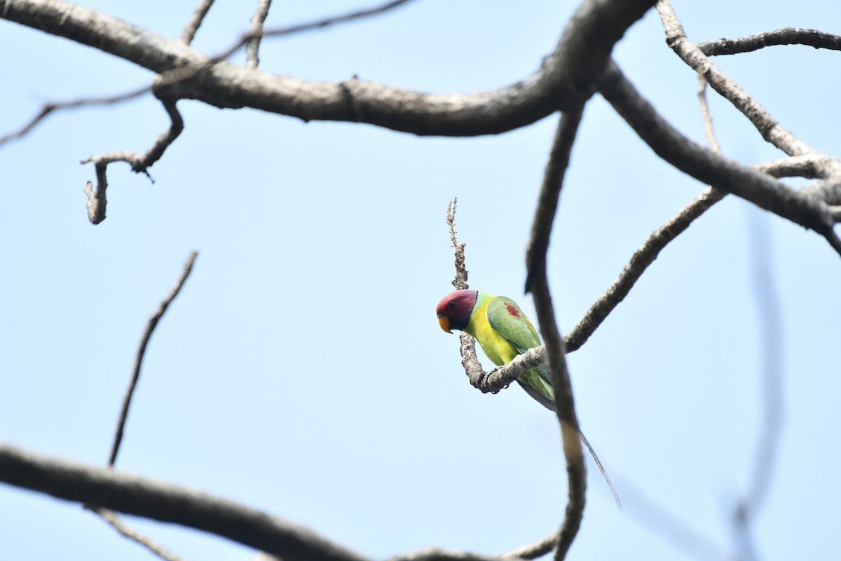 Plum-headed Parakeet - ML628904282