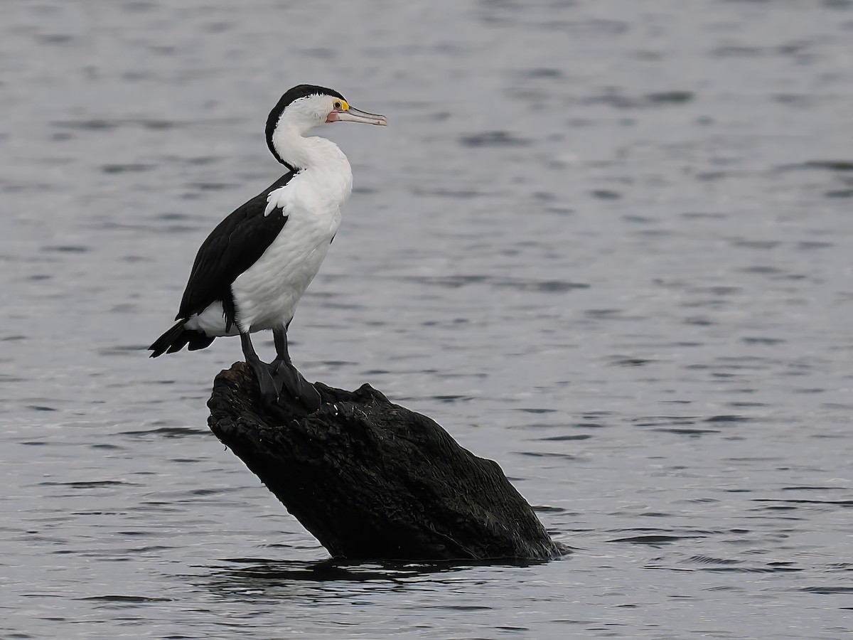 Pied Cormorant - ML628904487
